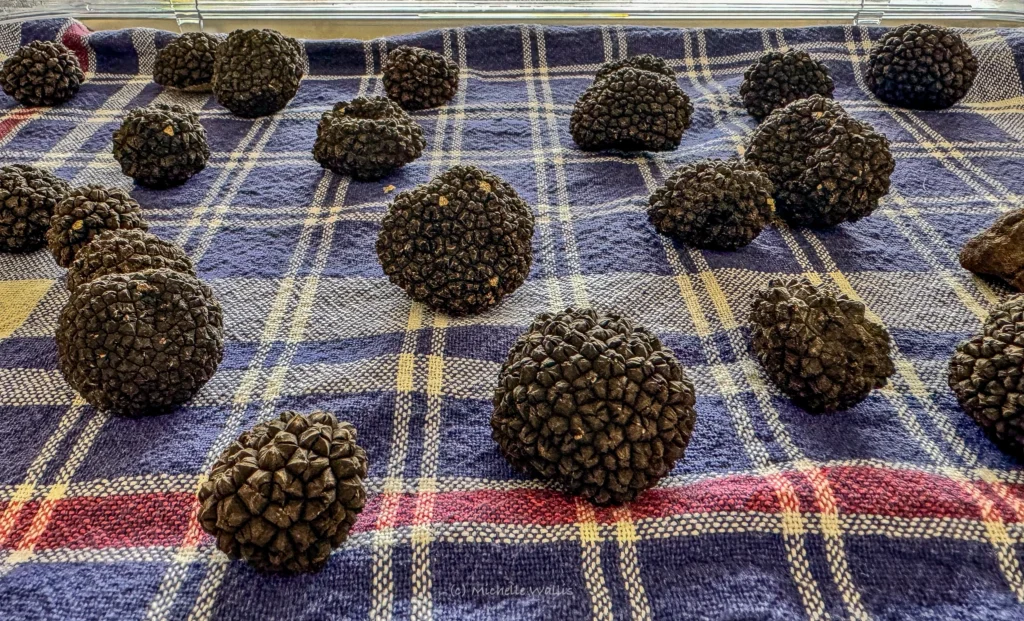 Dozens of freshly found truffles laid out across a tartan picnic blanket