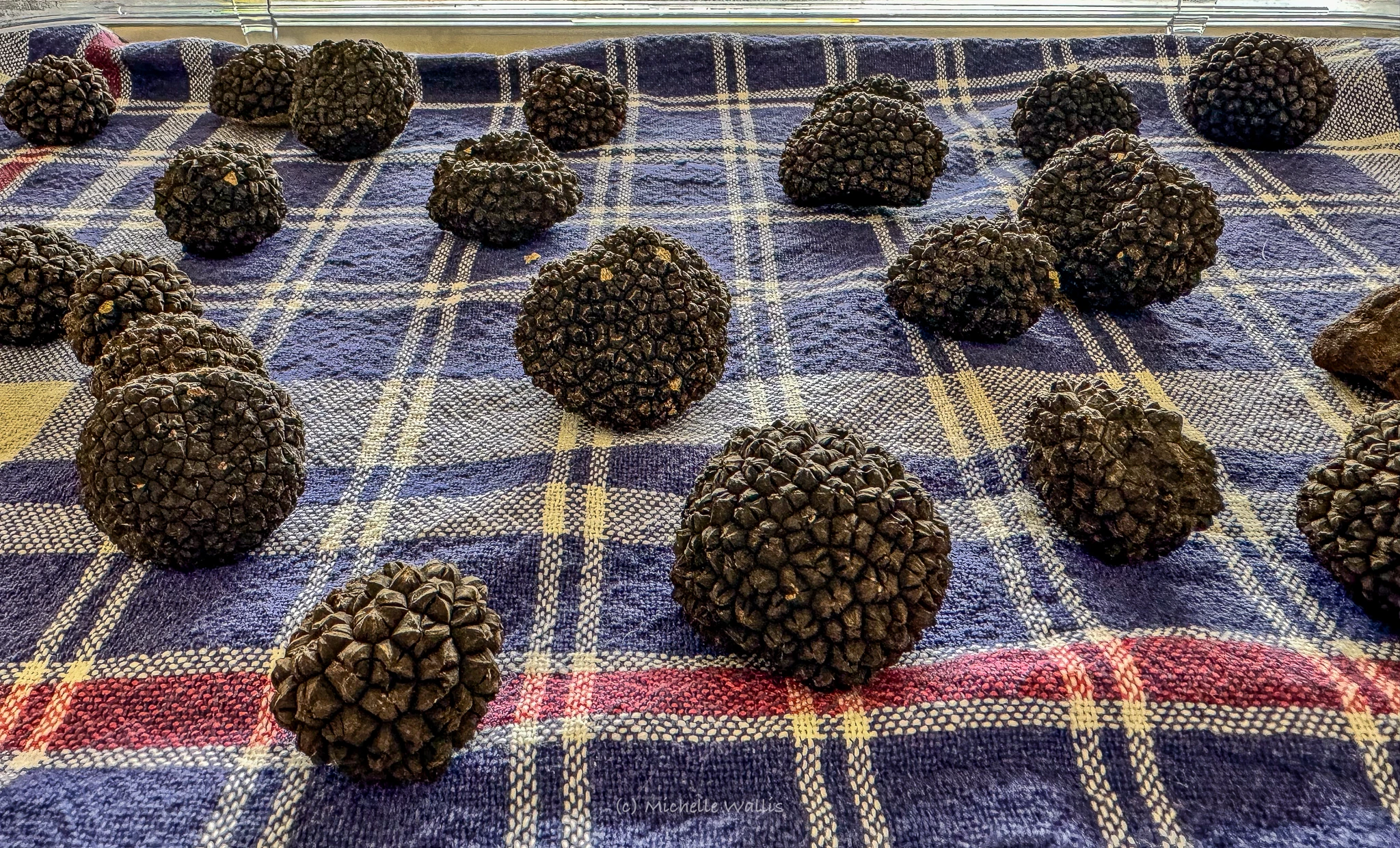 Dozens of freshly found truffles laid out across a tartan picnic blanket