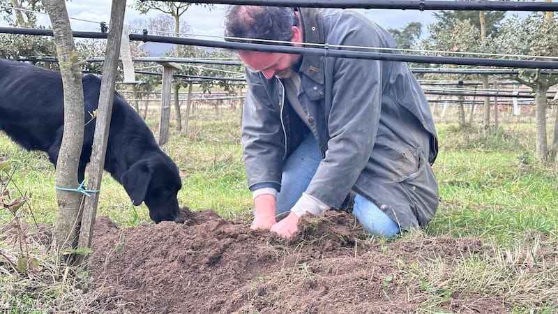 Truffle Grower excavating truffle with black lab