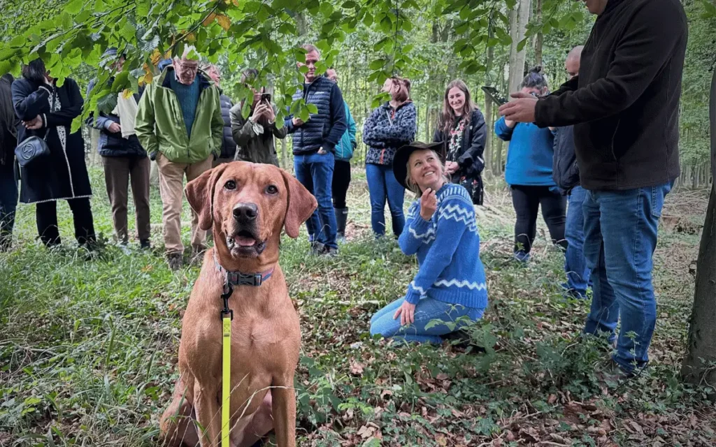 Buddy standing alert in front of a watching crowd during a competition search