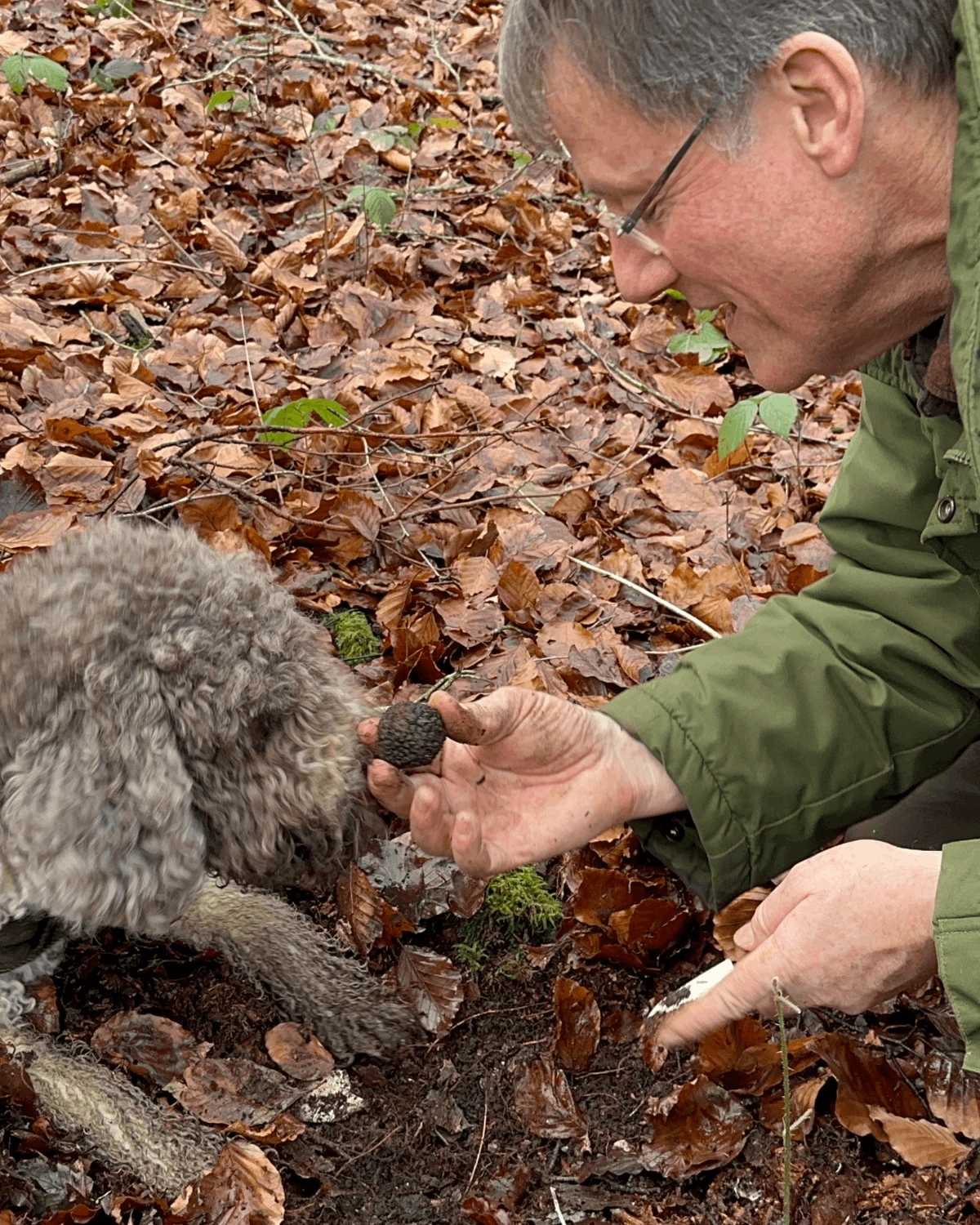 A lagotto's nose pressed to a freshly uncovered truffle in the leaf litter