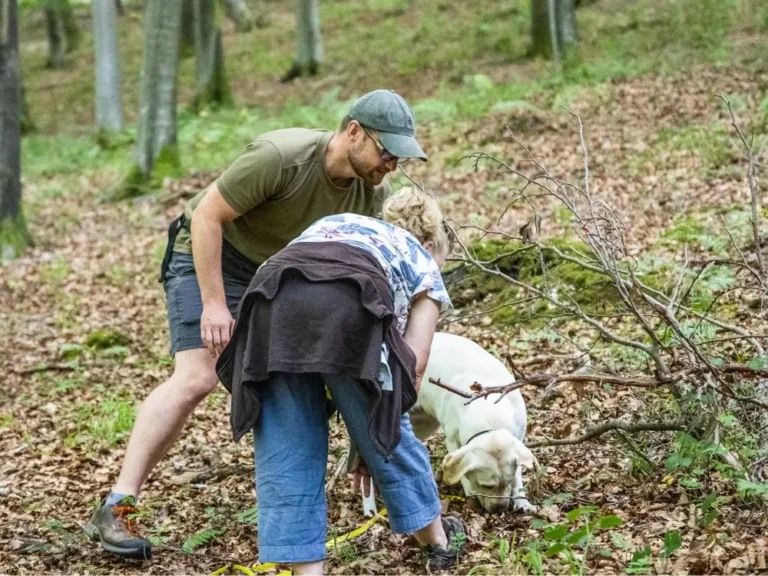 Guests and a working dog searching the woodland floor on an experience day