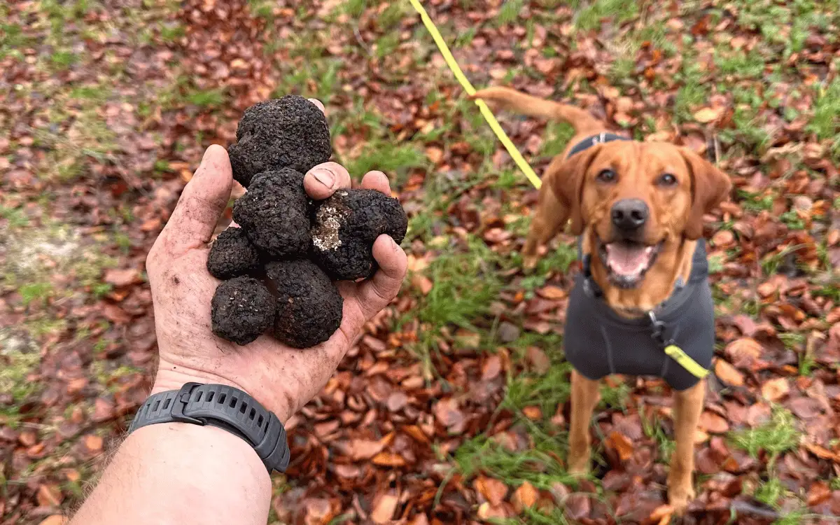 A truffle dog beside a handful of freshly found truffles
