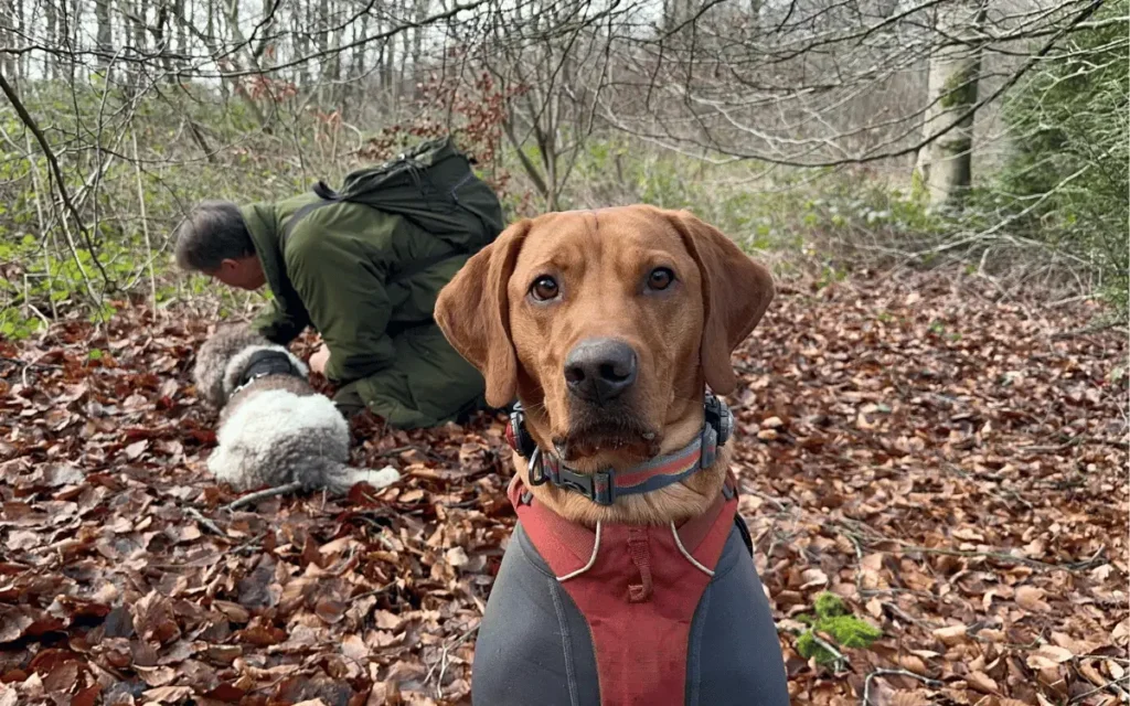 Buddy in his harness looking up from a fresh truffle dig in the leaf litter