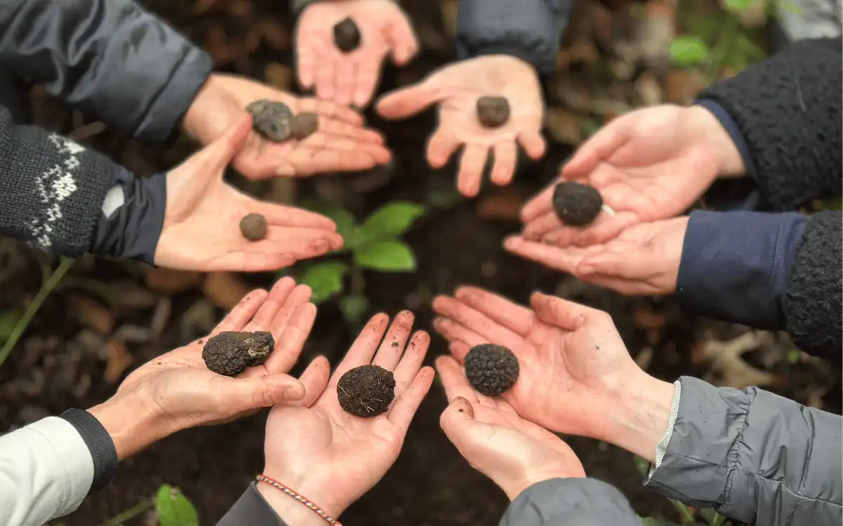 Buddy the working truffle dog in a UK woodland on a Truffle Hunting Experience Day