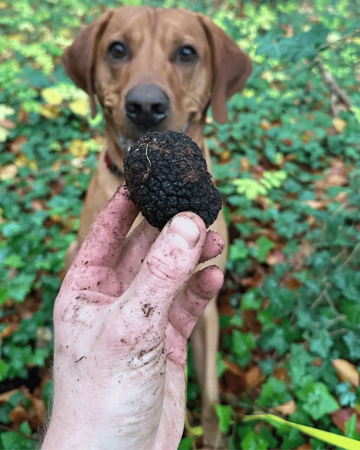 A truffle dog in woodland with a freshly found truffle