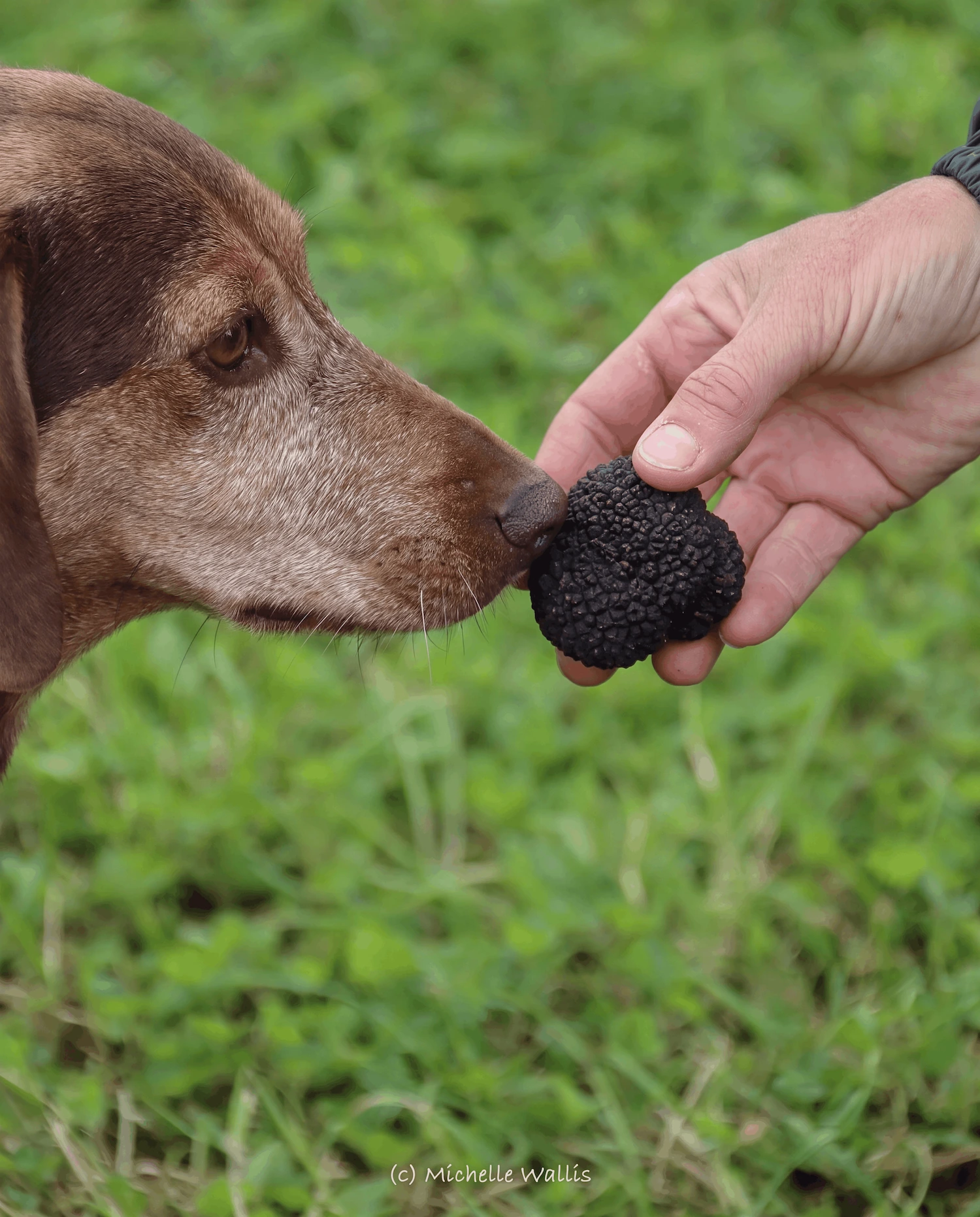 A truffle dog sniffing a fresh black truffle held in a hand